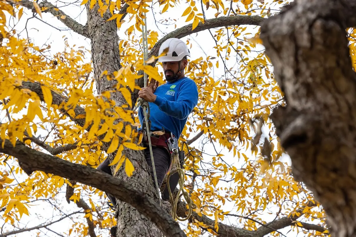 Skilled Tree Pruning crew working in Sugar Hill